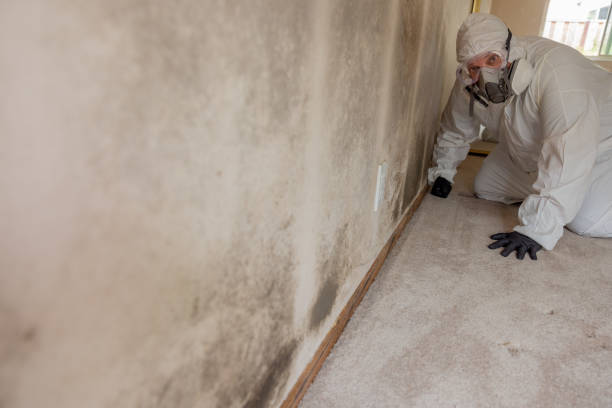 Best Black Mold Removal  in Country Club Estates, GA